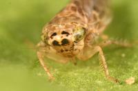 Euscelidius variegatus