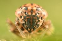 Dryodurgades reticulatus