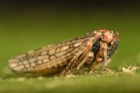 Dryodurgades reticulatus