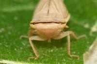 Athysanus argentarius