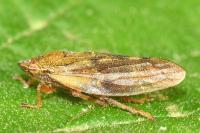 Aphrophora pectoralis