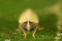 Arthaldeus striifrons