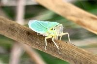 Cicadella viridis