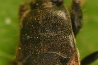 Megalonotus emarginatus