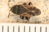 Megalonotus emarginatus