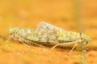 Eupteryx decemnotata