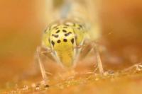 Eupteryx decemnotata
