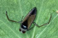 Notonecta glauca