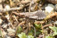 Rhynocoris erythropus