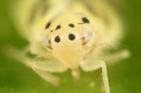 Linnavuoriana decempunctata