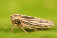 Dryodurgades antoniae