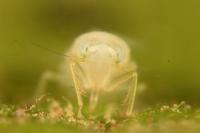 Ribautiana tenerrima