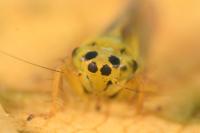 Cicadula albingensis