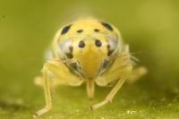 Linnavuoriana sexmaculata