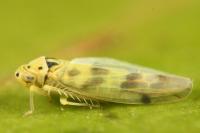 Linnavuoriana sexmaculata