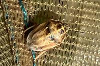 Neottiglossa leporina