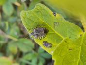 Halyomorpha halys