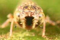 Acericerus vittifrons