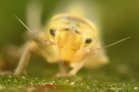 Zyginidia scutellaris