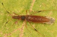Berytinus montivagus