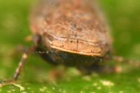 Stroggylocephalus livens