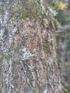 Haploprocta sulcicornis