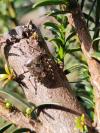 Rhaphigaster nebulosa