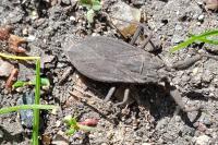 Nepa cinerea