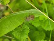 Coreus marginatus