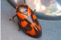 Cercopis vulnerata