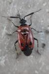 Deraeocoris punctum