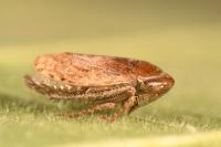 Goniagnathus brevis