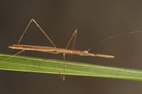 Metapterus linearis