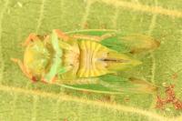 Iassus lanio