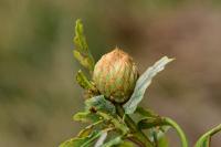 Andricus fecundatrix