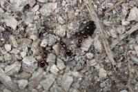 Camponotus