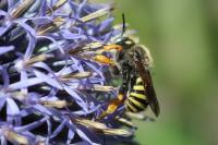 Anthidium oblongatum