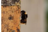 Bombus terrestris