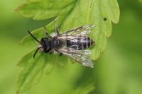 Andrena
