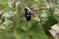 Xylocopa