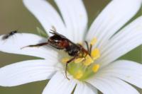 Nomada