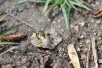 Colletes