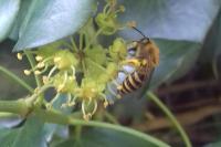 Colletes hederae