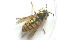 Vespula germanica