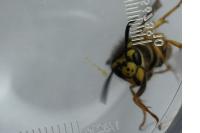 Vespula germanica