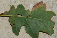 Neuroterus anthracinus