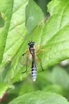 Ichneumon