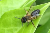 Andrena
