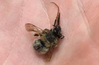 Anthophora plumipes