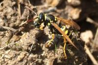Polistes dominula